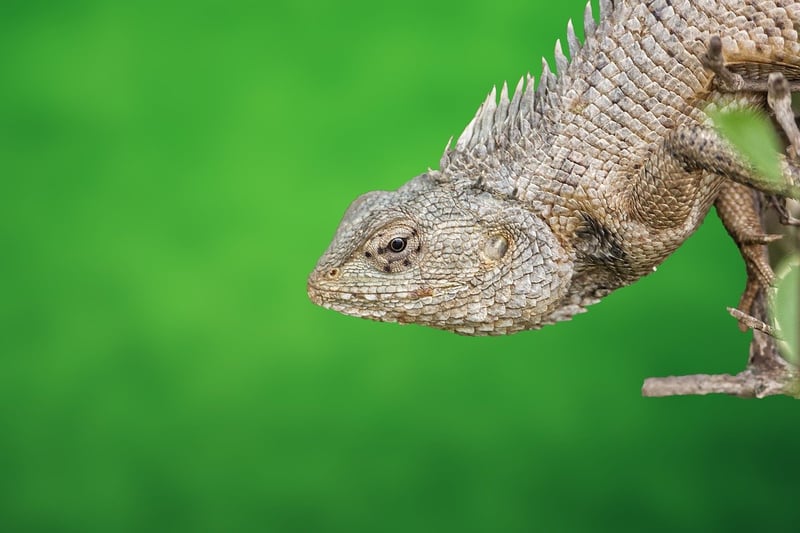 Mythical Reptilian