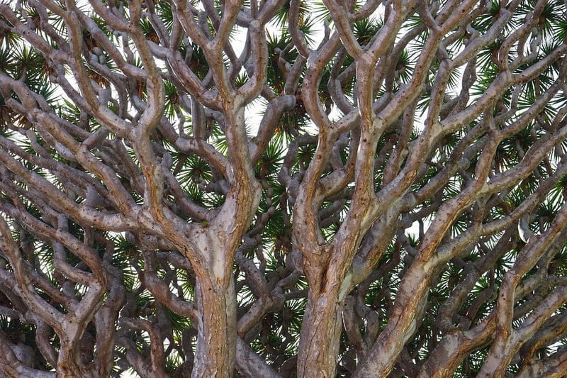 Dragon Tree