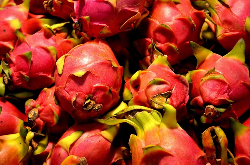 Dragon Fruit Cactus