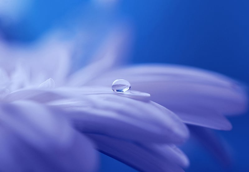 Dreamlike Garden