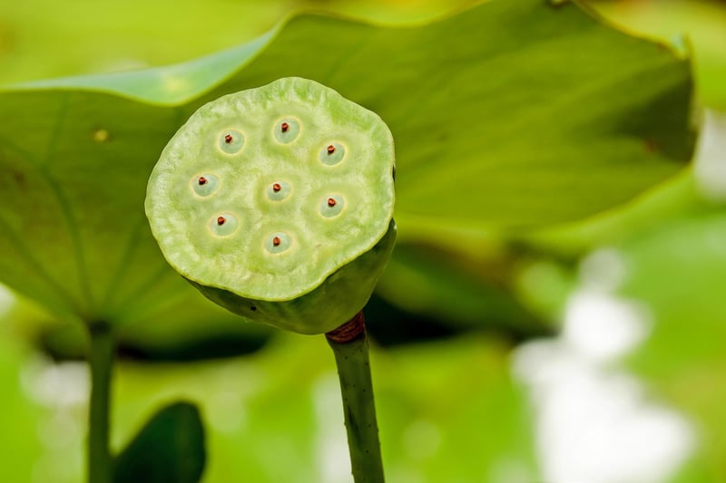 Enchanted Lotus