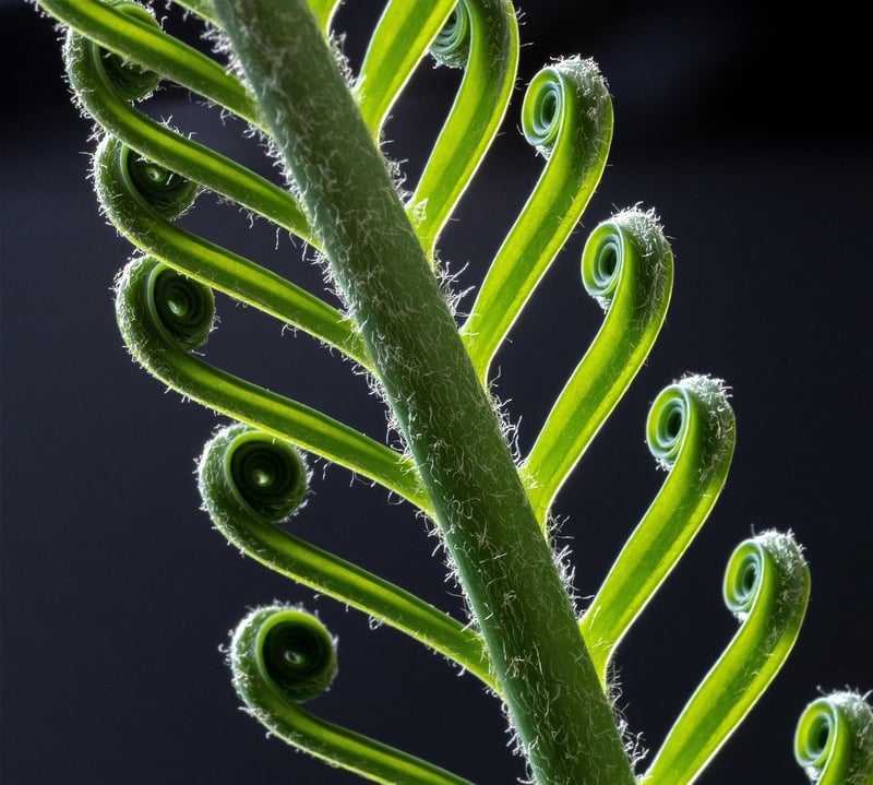Sago Palm